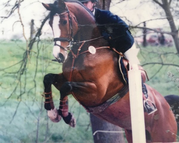 broodmare Lord's Finesse (Holsteiner, 1993, from Lord)