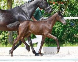 dressage horse Zara JB (German Sport Horse, 2018, from Birkhof's Zalando OLD)