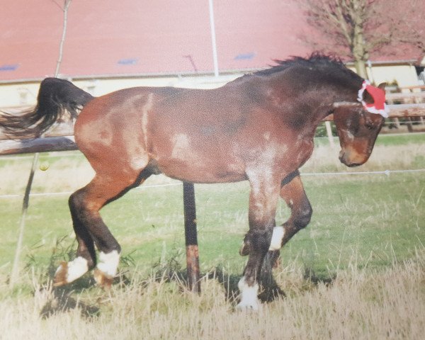 Pferd Argos 037 (Hannoveraner, 1984, von Atatuerk)