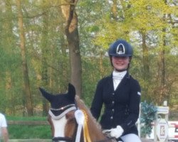 dressage horse Vivaro 4 (German Riding Pony, 2009, from Vincent)