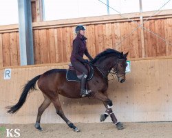 jumper Königin Adamella (Trakehner, 2011, from Adamello)