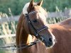 Pferd Snowflake Dymain (Welsh Pony (Sek.B), 2002, von Cusop Steward)