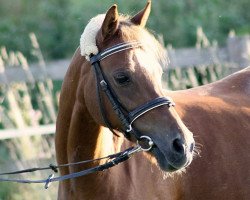 horse Snowflake Dymain (Welsh-Pony (Section B), 2002, from Cusop Steward)