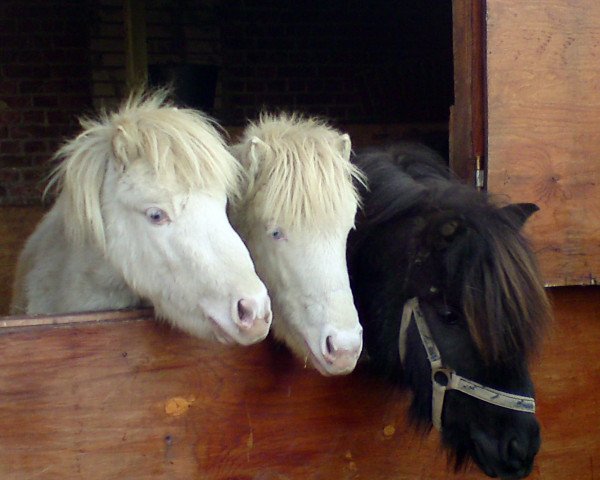 horse Kylie (Shetland Pony, 2009, from Karon III)