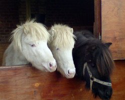 Pferd Kylie (Shetland Pony, 2009, von Karon III)