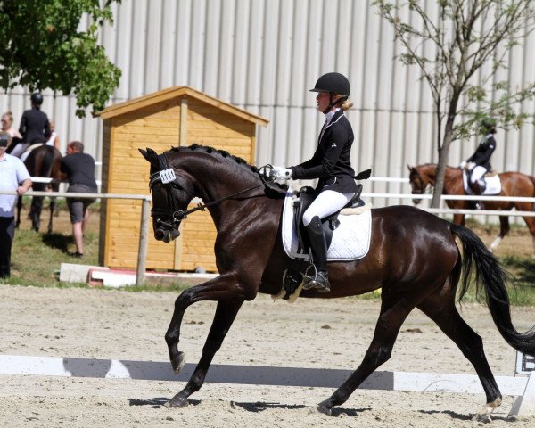 broodmare Elfenlied (German Sport Horse, 2013, from Ehrenstolz)