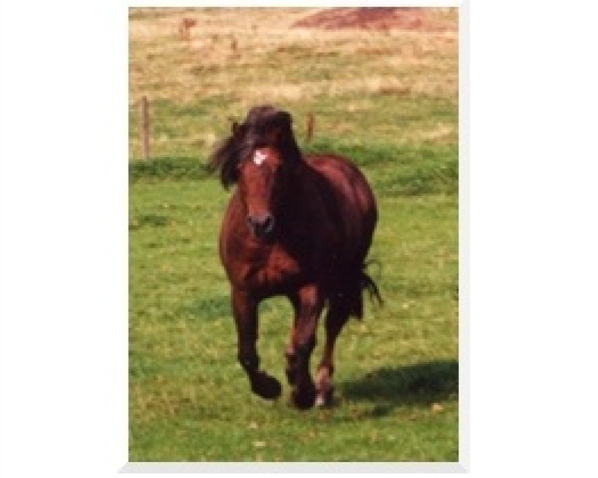 Deckhengst Cocum Camelot (Connemara-Pony, 1985, von Thunderbolt)