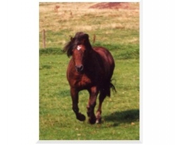 stallion Cocum Camelot (Connemara Pony, 1985, from Thunderbolt)