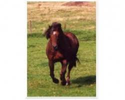 stallion Cocum Camelot (Connemara Pony, 1985, from Thunderbolt)