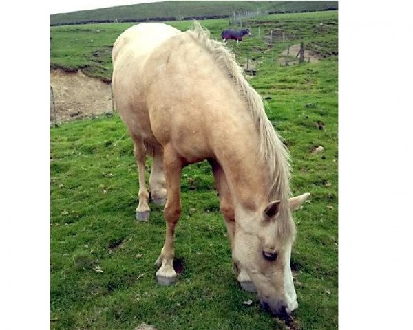 broodmare Pilgrims Windsprite (Connemara Pony,  , from Pilgrim's Excaliber)