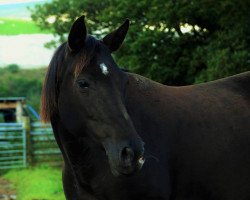 horse Aguja Faena (Tinker-Mix / Pinto Tinker / Crossbreed, 2009, from Elegant III)