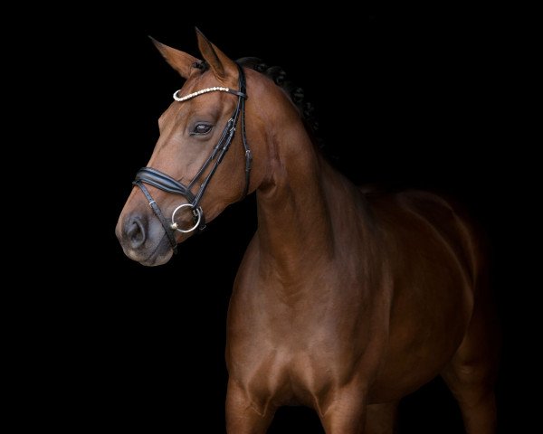 dressage horse Rajka 13 (Westphalian, 2013, from Royal Doruto OLD)