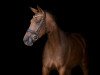 dressage horse Rajka 13 (Westphalian, 2013, from Royal Doruto OLD)