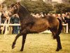 Deckhengst Ben Baun (Connemara-Pony,  , von Ballydonagh Casanova)