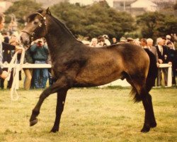 Deckhengst Ben Baun (Connemara-Pony,  , von Ballydonagh Casanova)