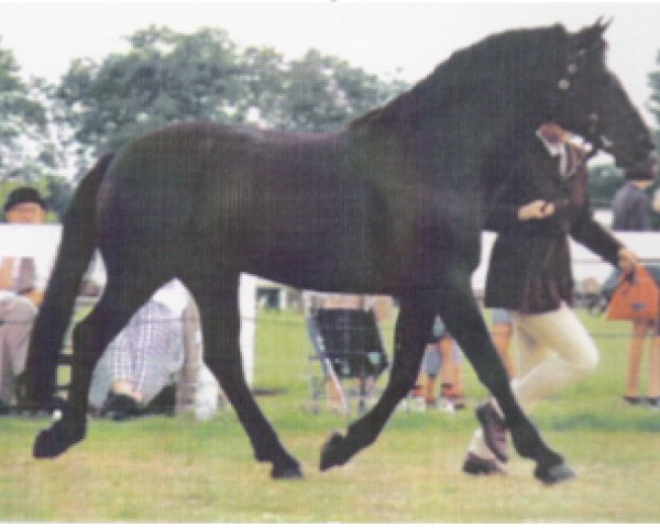 stallion Pilgrim's Excaliber (Connemara Pony, 1989, from Cocum Camelot)