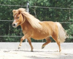 broodmare MiniMe (Shetland pony (under 87 cm), 2013, from Klabautermann vom Vossbarg)