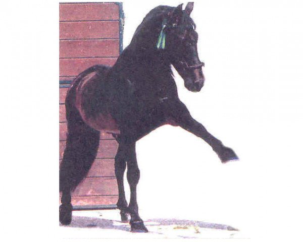 stallion Lebrijano III (Pura Raza Espanola (PRE), 1970, from Agente)