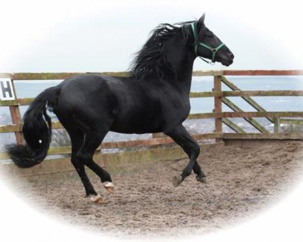 stallion Elegant III (Pura Raza Espanola (PRE), 2000, from Imperi II)