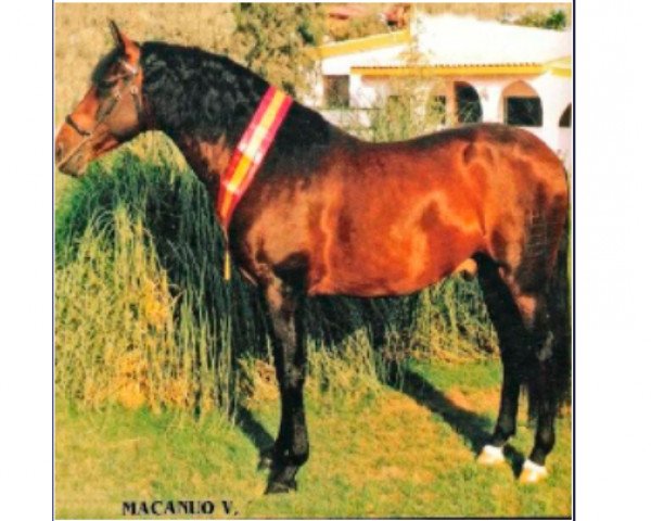 stallion Macanuo (Pura Raza Espanola (PRE), 1984, from Lebrijano III)