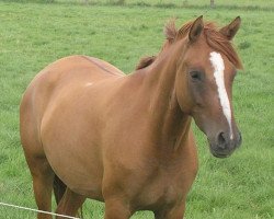 broodmare Diddle Mouse (German Riding Pony, 2001, from FS Don't Worry)