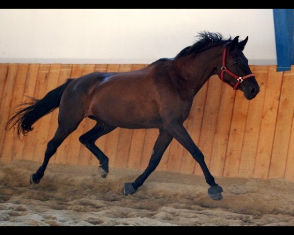 horse Halina Leal (Trakehner, 1996, from Windfall)