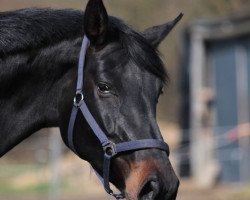 broodmare Demsi (Oldenburg, 2011, from Damsey FRH)