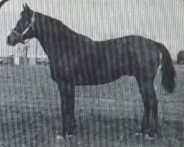 Deckhengst Missle Step (Quarter Horse, 1960, von Tinky Poo)