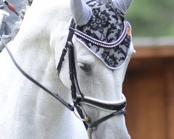 dressage horse Corleone Vito (Rhinelander, 2009, from Cassini Boy Junior)