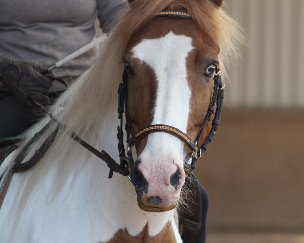 horse Sælingur (Iceland Horse, 2002, from Hausti vom Wiesenhof)