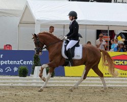 stallion Melli's Dior (German Riding Pony, 2018, from Da Vinci Hs)