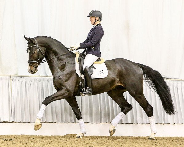 dressage horse Black Devil 34 (Hanoverian, 2012, from Balou du Rouet)
