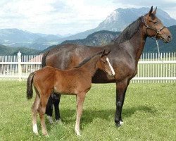 Zuchtstute Carla Obolensky (Oldenburger Springpferd, 2006, von Cornet Obolensky)