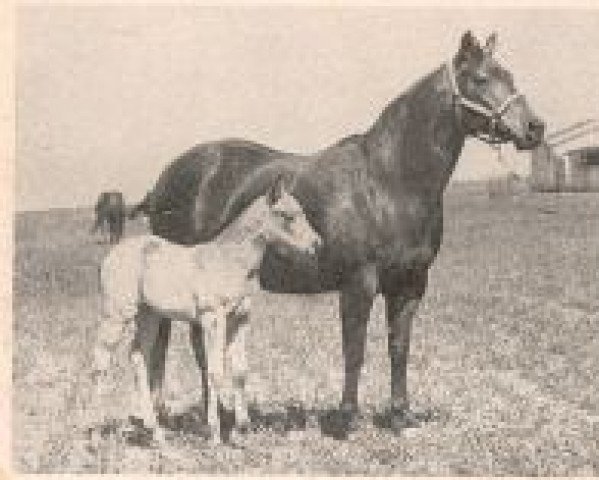 Zuchtstute Jessie Rose (Quarter Horse, 1951, von Jessie James)