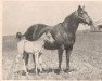 broodmare Jessie Rose (Quarter Horse, 1951, from Jessie James)