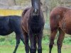 dressage horse La Fleur (Hanoverian, 2017, from Le Vivaldi)