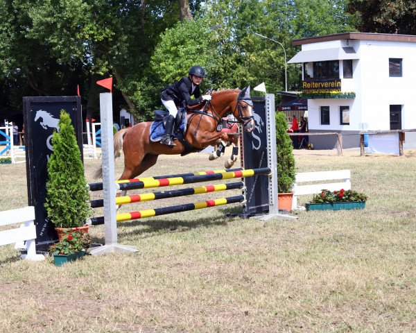 jumper Stougjeshoeve Animo (Welsh Partbred, 2013, from Hilin Winchester)
