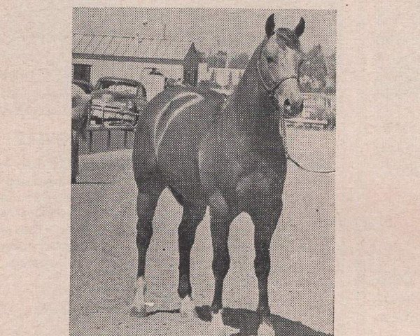 stallion Smutty King Bill (Quarter Horse, 1959, from Smutty Bill)