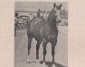 Deckhengst Smutty King Bill (Quarter Horse, 1959, von Smutty Bill)