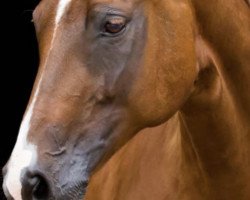 dressage horse Rosalie 179 (Hanoverian, 2008, from Royal Blend)