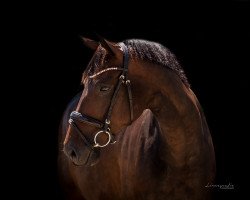 dressage horse Danuta 17 (Hanoverian, 2013, from Destano)