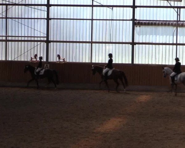 Reitturnier Herbern 2017