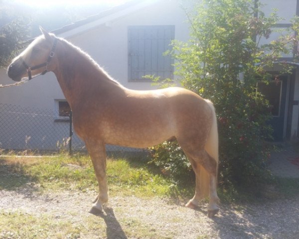 Pferd Nelo (Haflinger,  , von Natiello (0,39% ox))