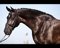 horse Horse Gym's Weltengold (Bavarian, 2005, from Wolkenstern)