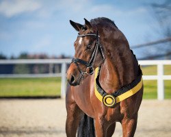 stallion Birkhof's Topas FBW (Württemberger, 2011, from Totilas)