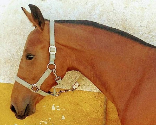 horse AÑOJO (Pura Raza Espanola (PRE),  )