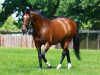 stallion Frankel xx (Thoroughbred, 2008, from Galileo xx)