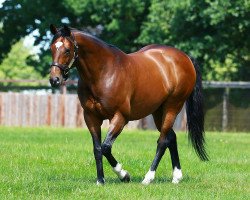 stallion Frankel xx (Thoroughbred, 2008, from Galileo xx)