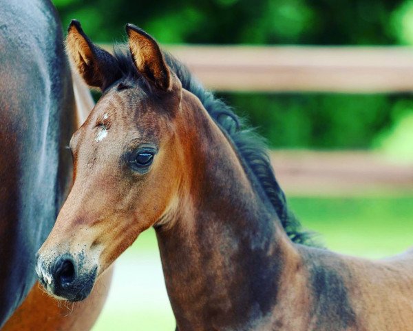 dressage horse Vamos (Oldenburg, 2021, from Harmony's V-Plus)