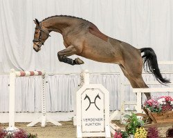 jumper Candy Crush K (Hanoverian, 2011, from Carrico)